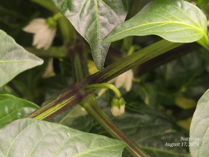 Tutankhamon Fast-Nokotech Simplex. Week 3