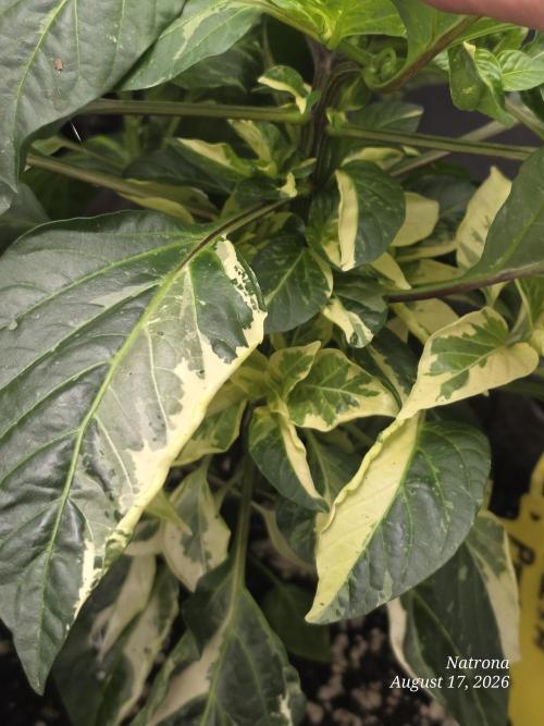 Tutankhamon Fast-Nokotech Simplex. Week 3