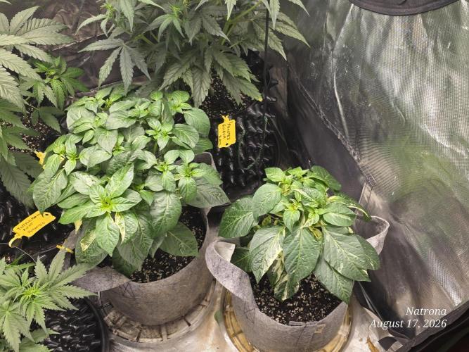 Tutankhamon Fast-Nokotech Simplex. Week 3
