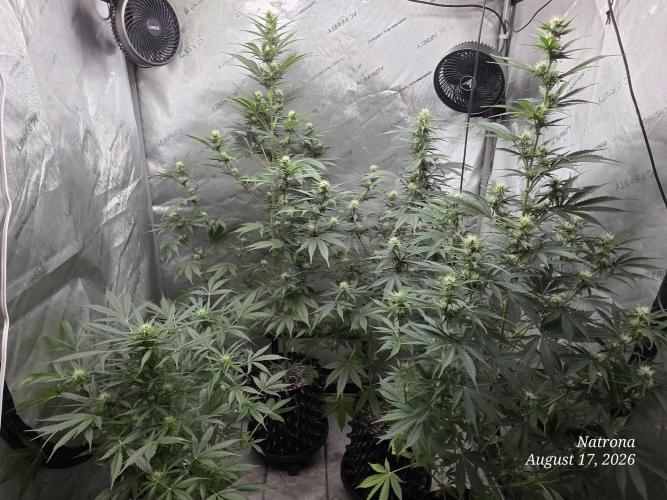 Auto Wappa. Week 7