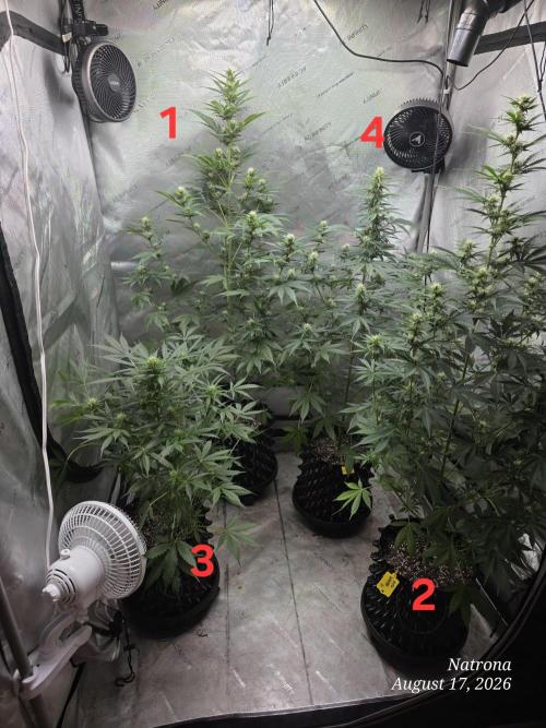 Auto Wappa. Week 7