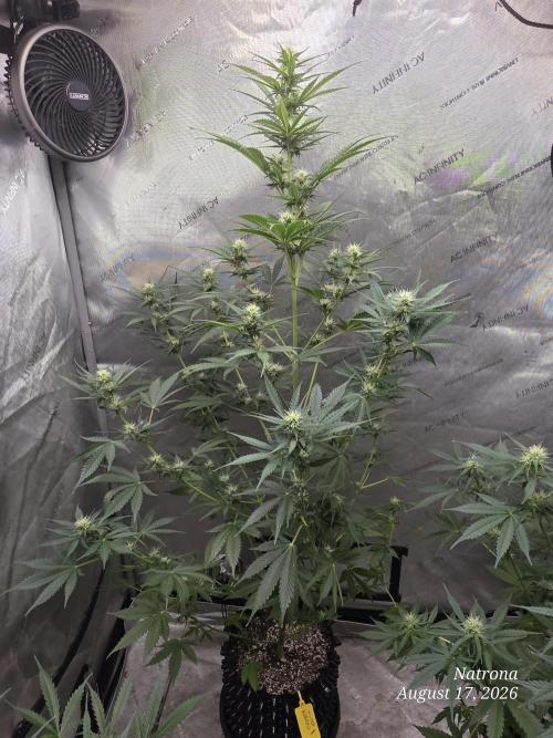 Auto Wappa. Week 7