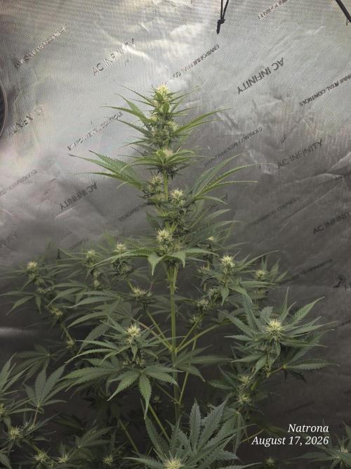 Auto Wappa. Week 7