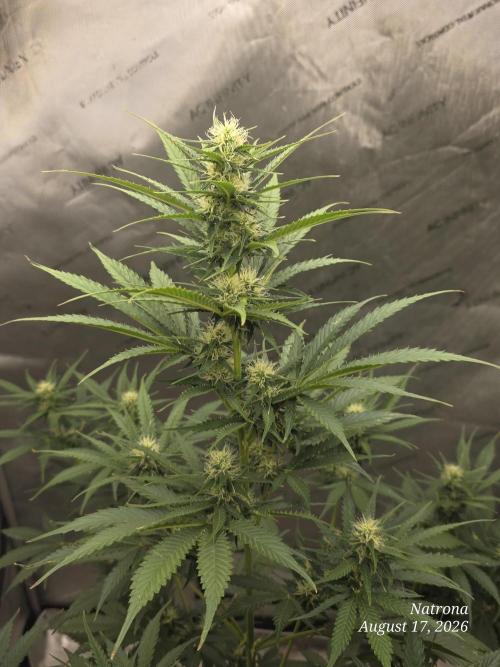 Auto Wappa. Week 7