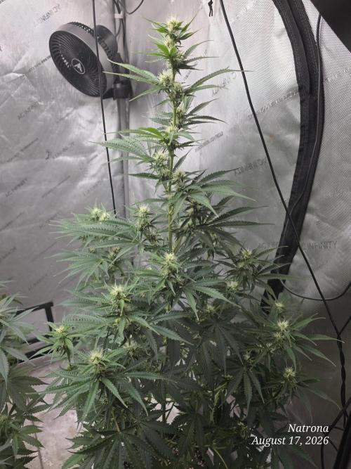 Auto Wappa. Week 7