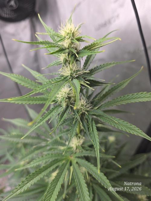 Auto Wappa. Week 7