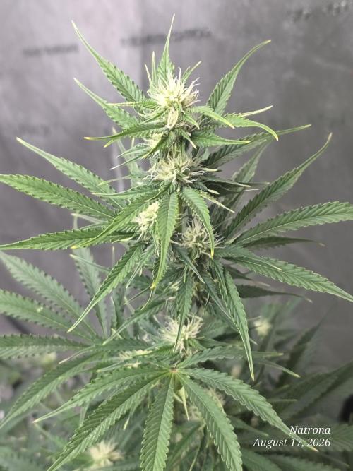 Auto Wappa. Week 7