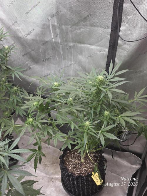 Auto Wappa. Week 7