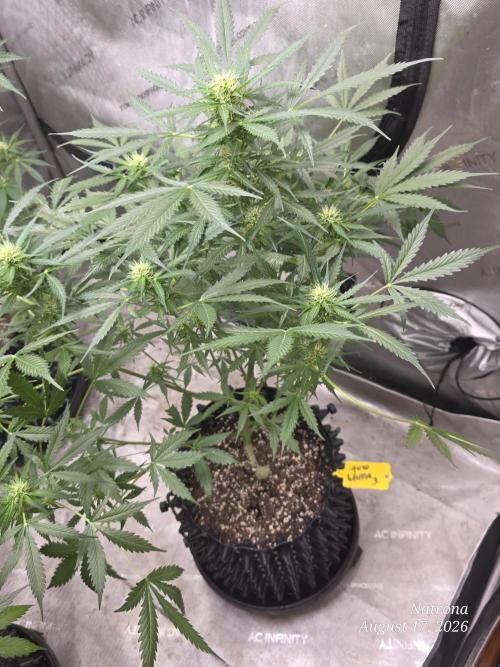 Auto Wappa. Week 7