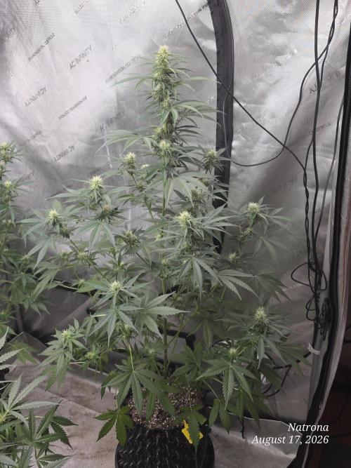 Auto Wappa. Week 7