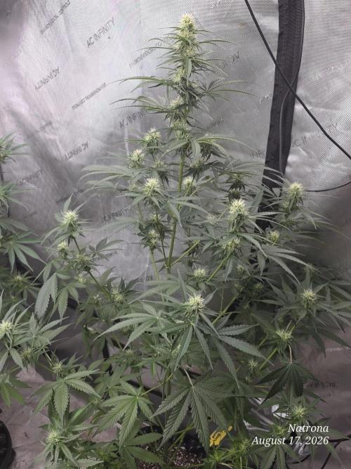 Auto Wappa. Week 7