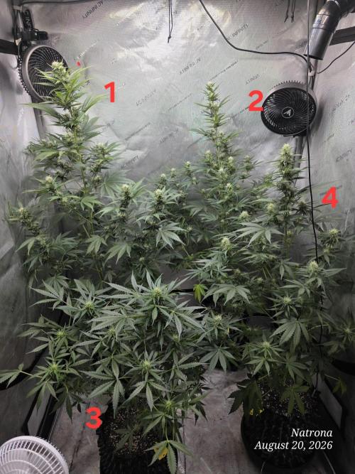 Auto Wappa. Week 7
