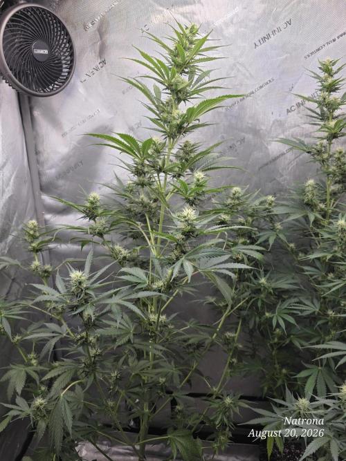 Auto Wappa. Week 7