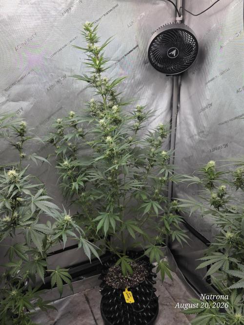 Auto Wappa. Week 7
