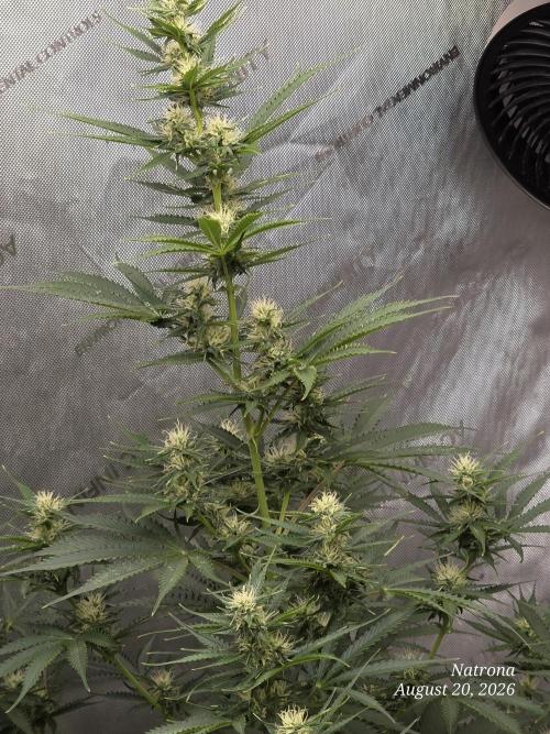 Auto Wappa. Week 7