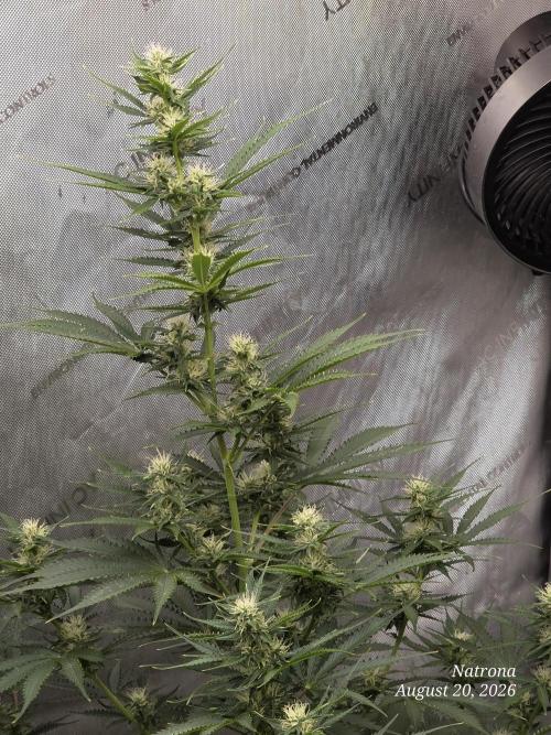 Auto Wappa. Week 7