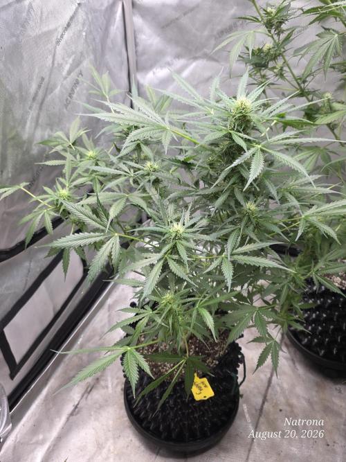 Auto Wappa. Week 7