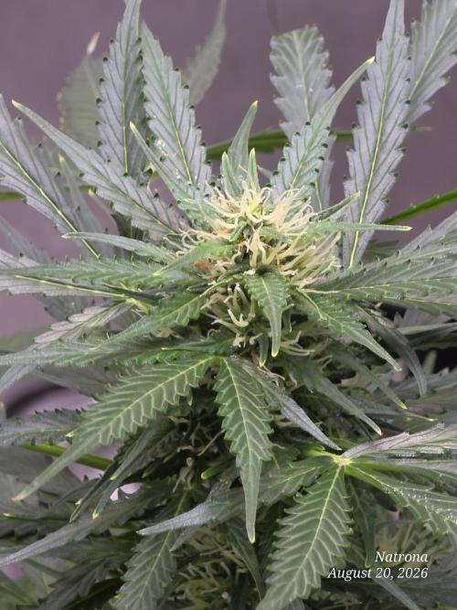 Auto Wappa. Week 7