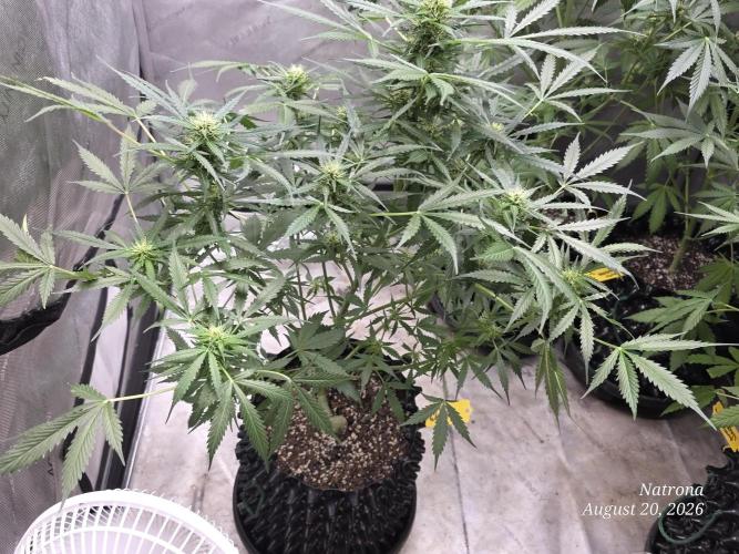 Auto Wappa. Week 7