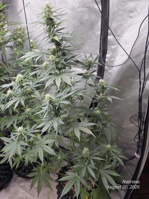 Auto Wappa. Week 7