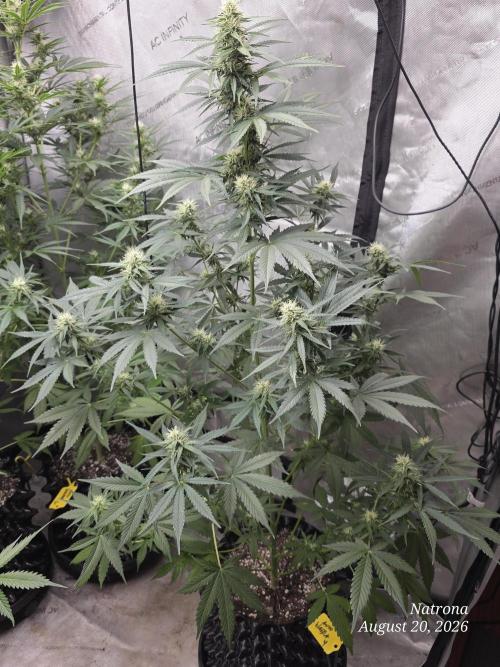 Auto Wappa. Week 7