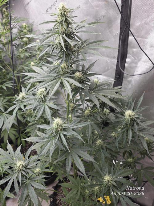 Auto Wappa. Week 7