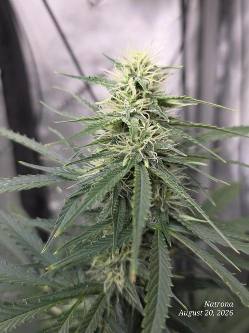 Auto Wappa. Week 7