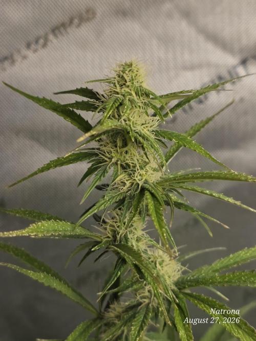 Sunset Sherbet auto. Week 7