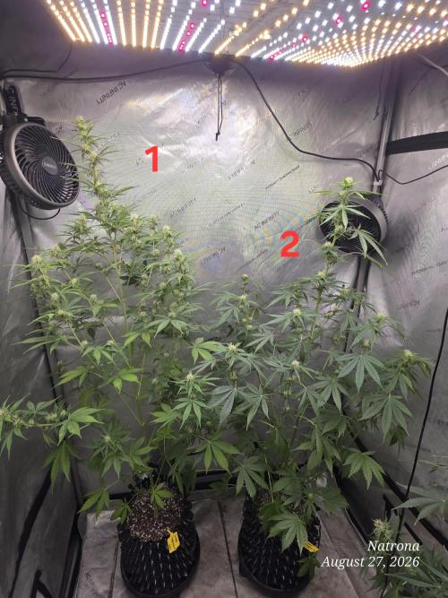 Sunset Sherbet auto. Week 7