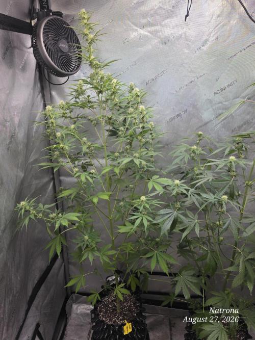 Sunset Sherbet auto. Week 7
