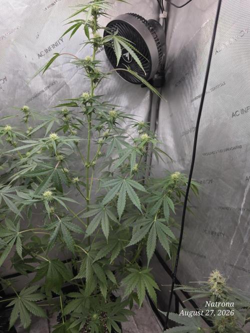 Sunset Sherbet auto. Week 7