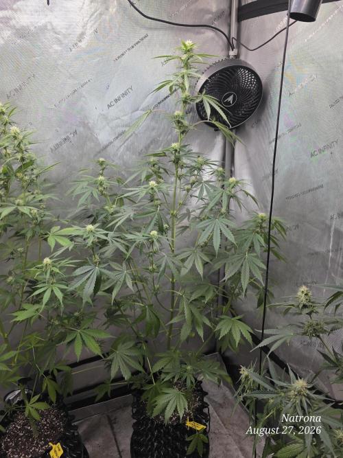 Sunset Sherbet auto. Week 7