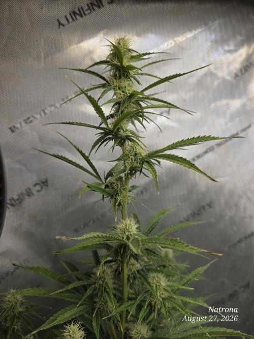 Sunset Sherbet auto. Week 7