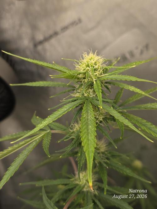 Sunset Sherbet auto. Week 7