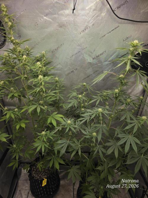 Sunset Sherbet Auto. Week 7