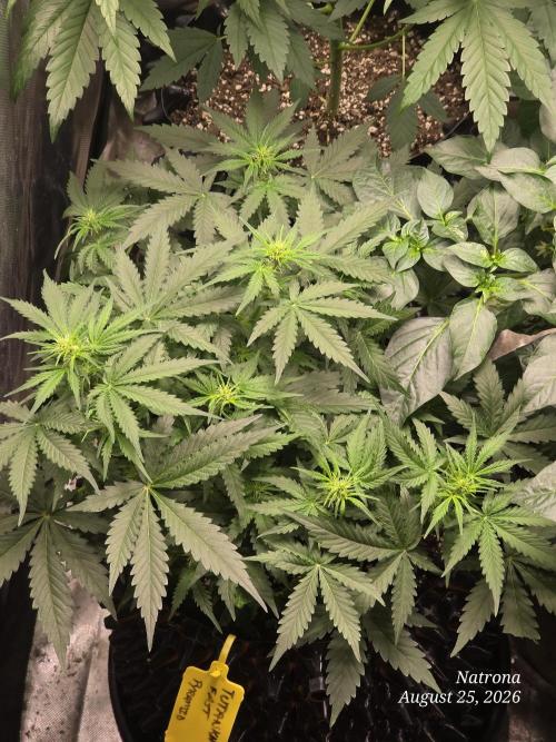 Tutankhamon Fast-Nokotech Simplex. Week 4