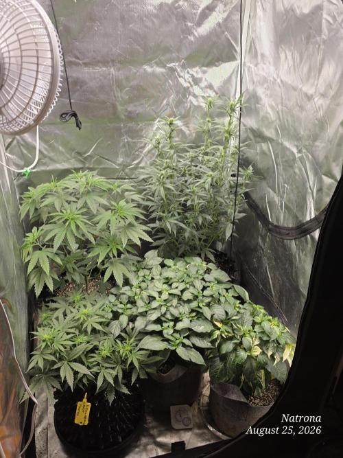 Tutankhamon Fast-Nokotech Simplex. Week 4 - Tent family