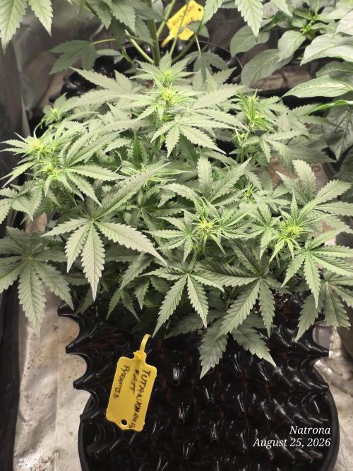 Tutankhamon Fast-Nokotech Simplex. Week 4