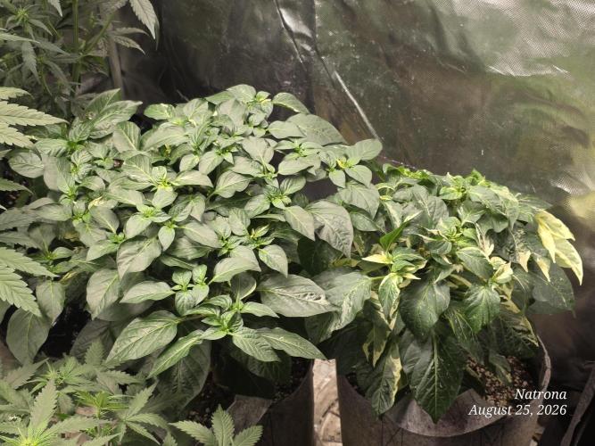 Tutankhamon Fast-Nokotech Simplex. Week 4 - Fish peppers