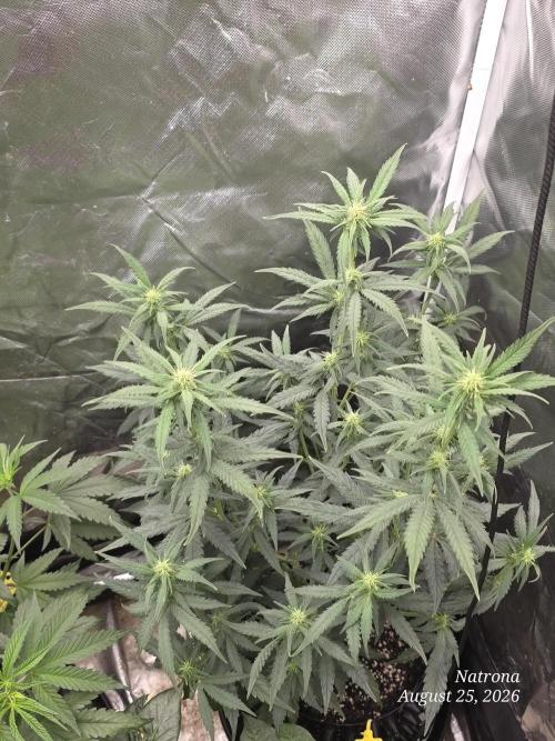 Tutankhamon Fast-Nokotech Simplex. Week 4 - Frosted Guava
