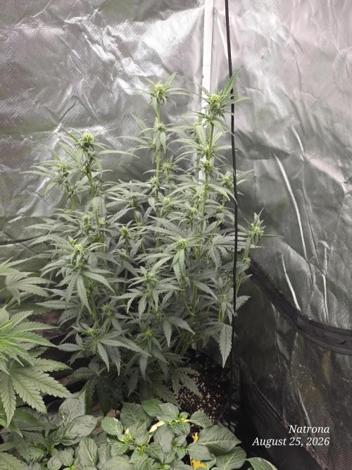 Tutankhamon Fast. Week 4
