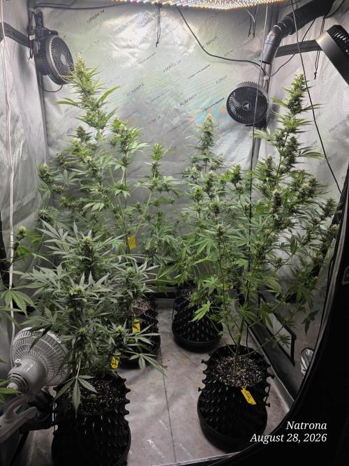 Auto Wappa. Week 8