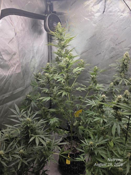 Auto Wappa. Week 8 - #1