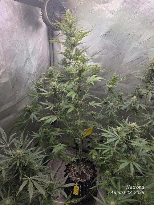 Auto Wappa. Week 8