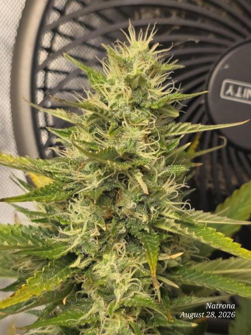 Auto Wappa. Week 8