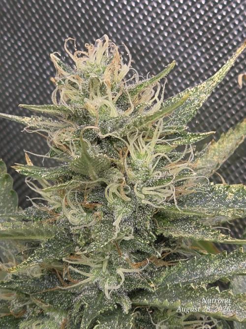 Auto Wappa. Week 8