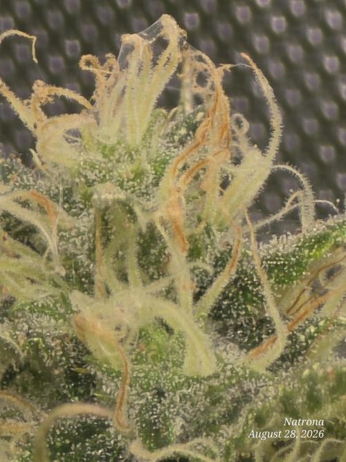 Auto Wappa. Week 8