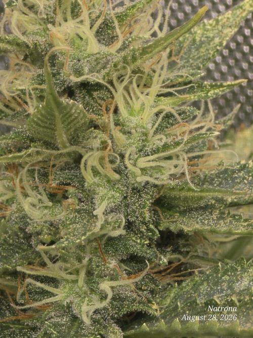 Auto Wappa. Week 8