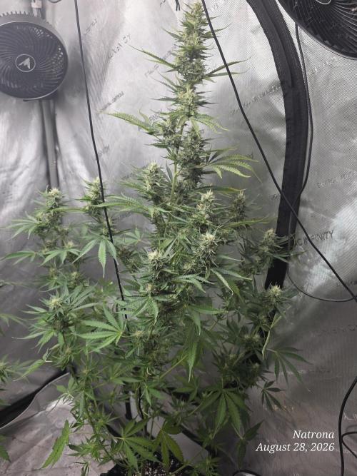 Auto Wappa. Week 8