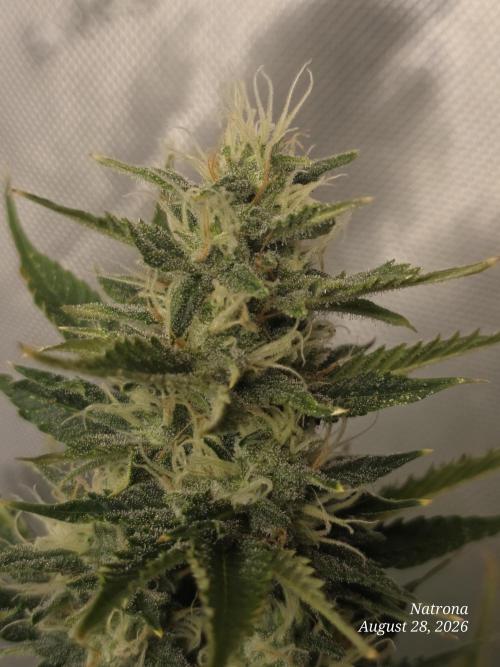 Auto Wappa. Week 8